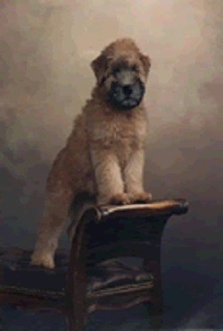 Soft coated wheaten terrier breeders midwest new arrivals